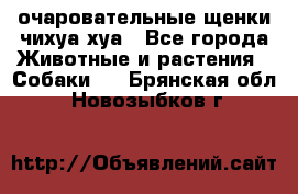 очаровательные щенки чихуа-хуа - Все города Животные и растения » Собаки   . Брянская обл.,Новозыбков г.